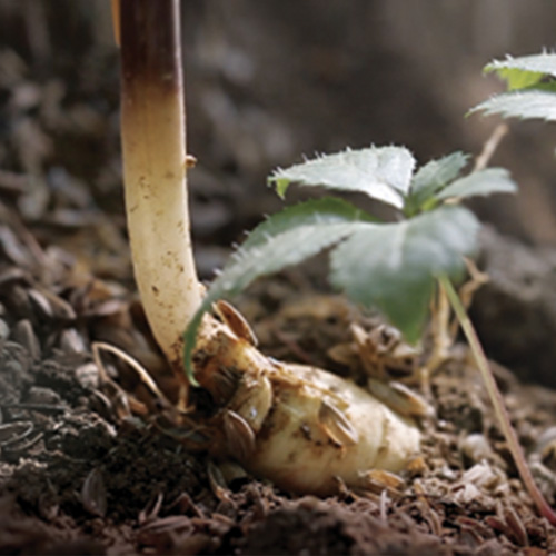 강장현 유기농 키즈홍삼 키니지니 면역력향상 어린이홍삼