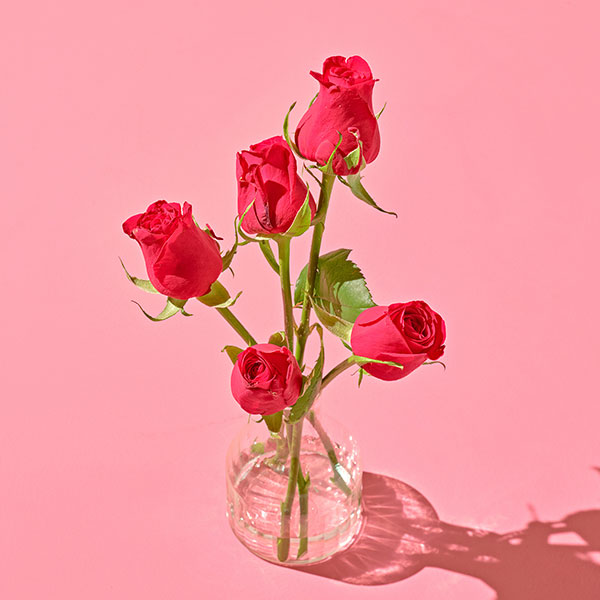 레드 장미(5송이)