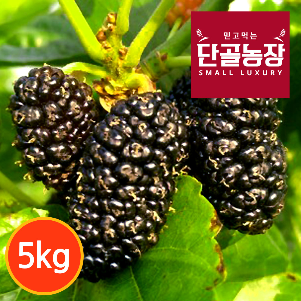 [단골농장] 내장산 토종 오디 생과 5kg (급냉) 대표이미지 섬네일