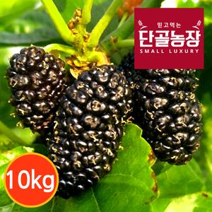 [단골농장] 내장산 토종 오디 생과 10kg (급냉) 대표이미지 섬네일