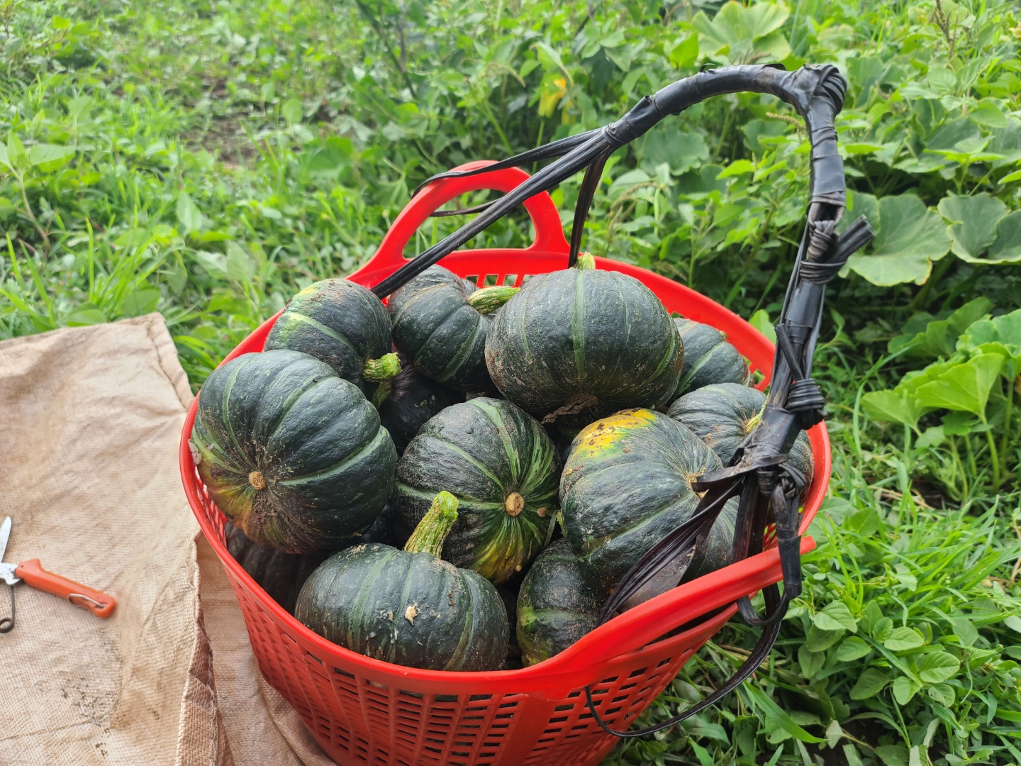 유기농 미니밤호박 2kg/4kg/8kg