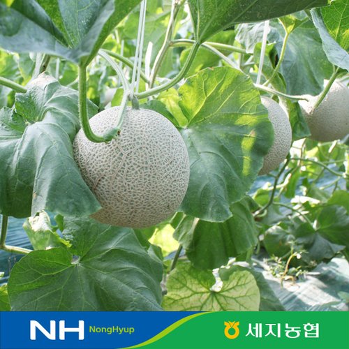 전남 나주 세지농협 세론이메론 5kg