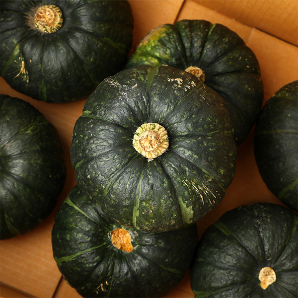 포슬포슬한 미니 밤단호박 3/5kg(제주산 보우짱/실중량)