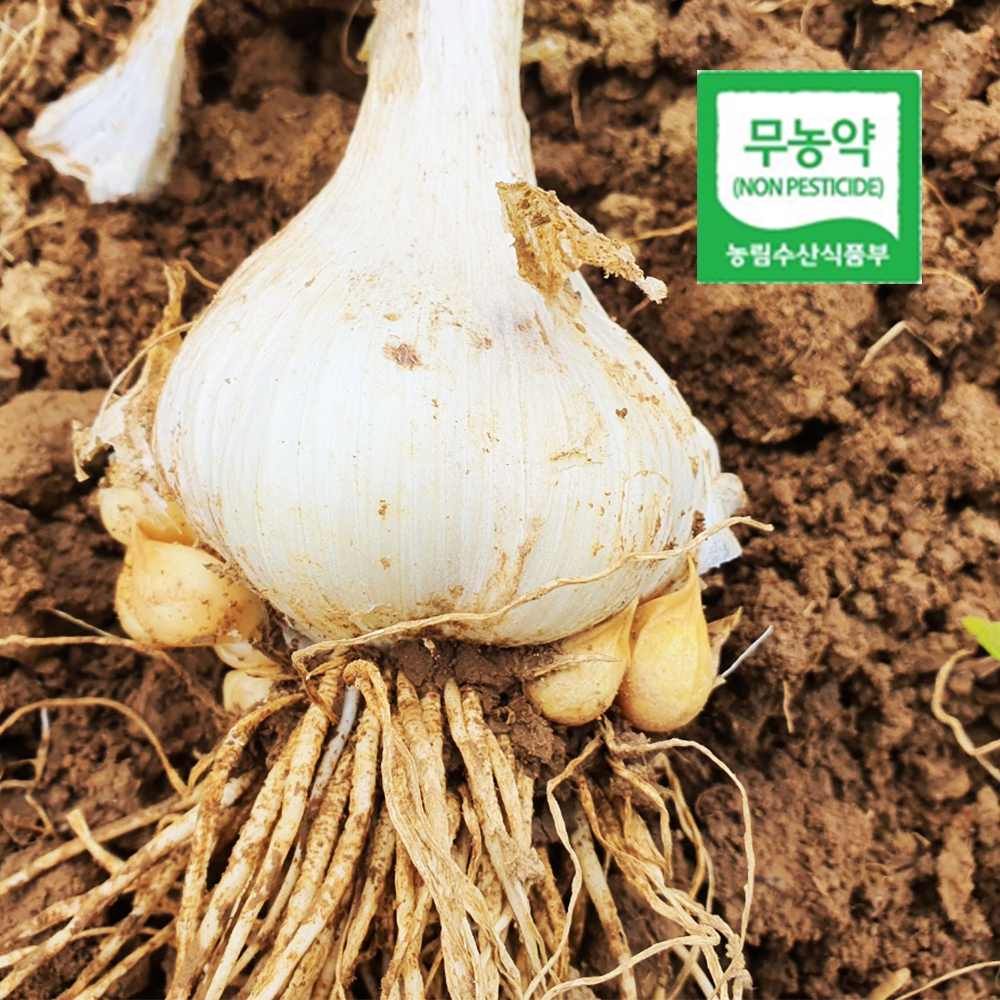서산 무농약 국내산 마늘 통마늘/쪽마늘 /코끼리마늘 1kg/3kg 