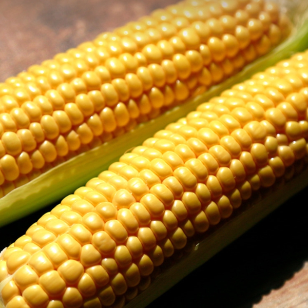 Non-GMO 해남 프리미엄 달콘초당옥수수 10개 20개