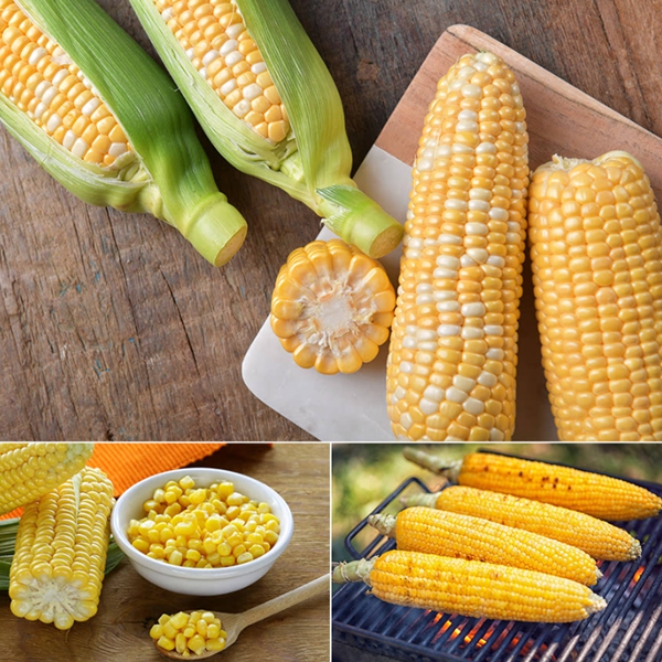 Non-GMO 해남 프리미엄 달콘초당옥수수 10개 20개