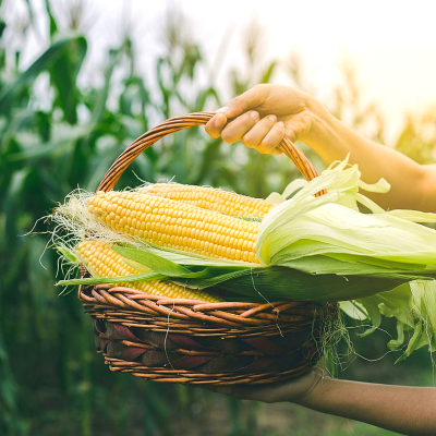 Non-GMO 해남 프리미엄 달콘초당옥수수 10개 20개 대표이미지 섬네일