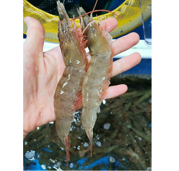 싱싱한 국내산 활왕새우 1kg / 2kg