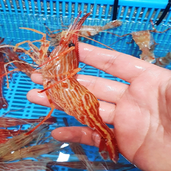 독도꽃새우 500g 꽃새우 자연산새우 활어꽃새우 생새우