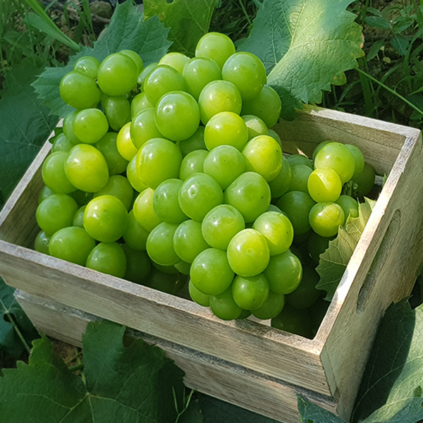 샤인머스켓 망고포도 특품 1.5kg (2-3송이) 우수농산물(GAP) 인증 