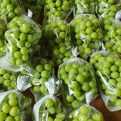 샤인머스켓 망고포도 특품 1.5kg (2-3송이) 우수농산물(GAP) 인증 