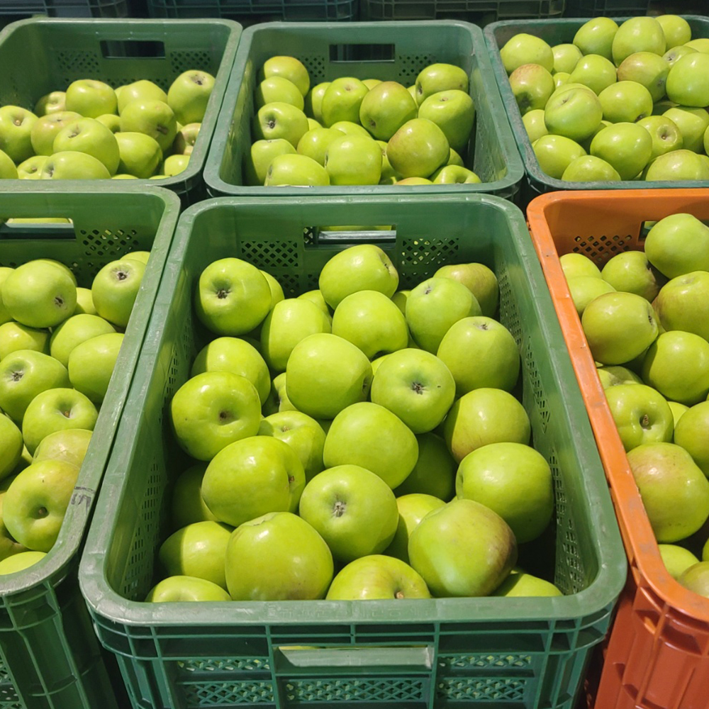 [수창이네:마켓] 아삭새콤 사과 아오리 실중량 2.5kg