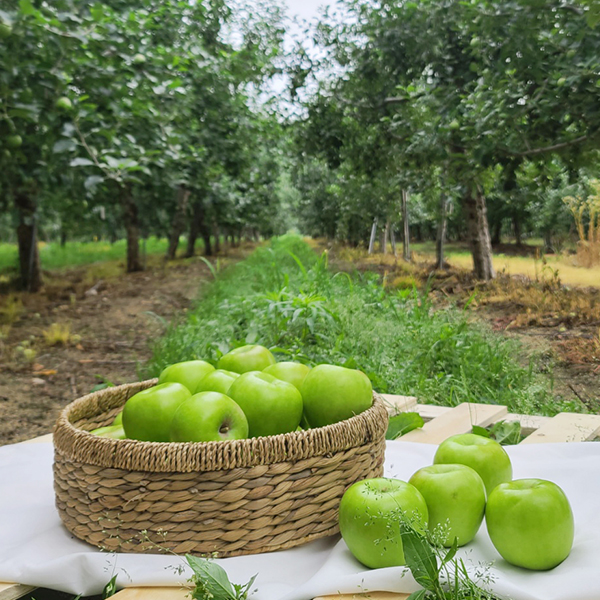 [수창이네:마켓] 아삭새콤 사과 아오리 실중량 2.5kg