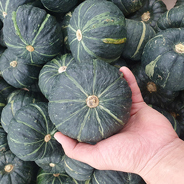[산지직송] 제주 미니 밤단호박 3kg 최상품 300g~400g(제주산 보우짱/실중량)