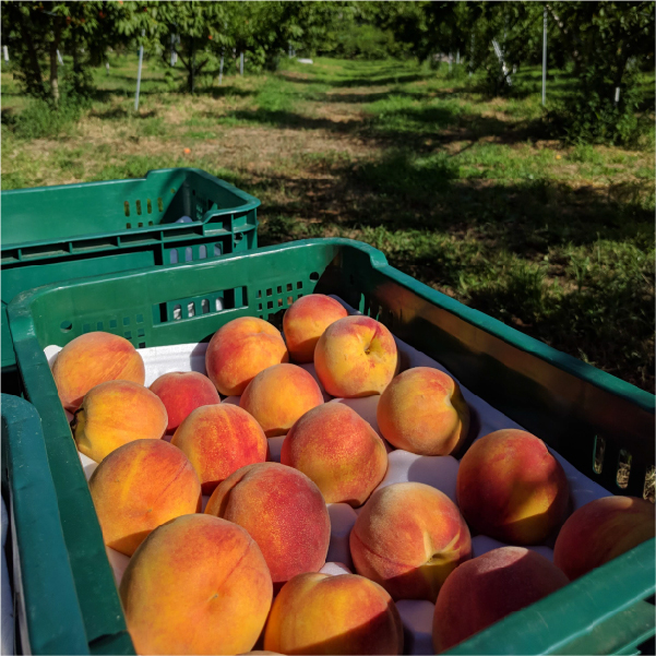 황금빛 속살의 대황도 복숭아 4kg