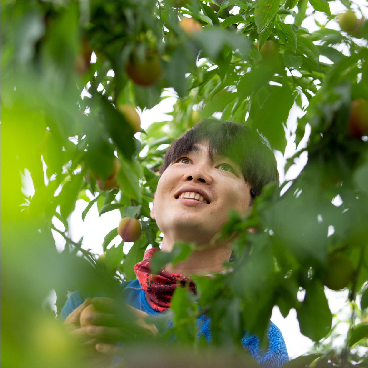 황금빛 속살의 대황도 복숭아 4kg