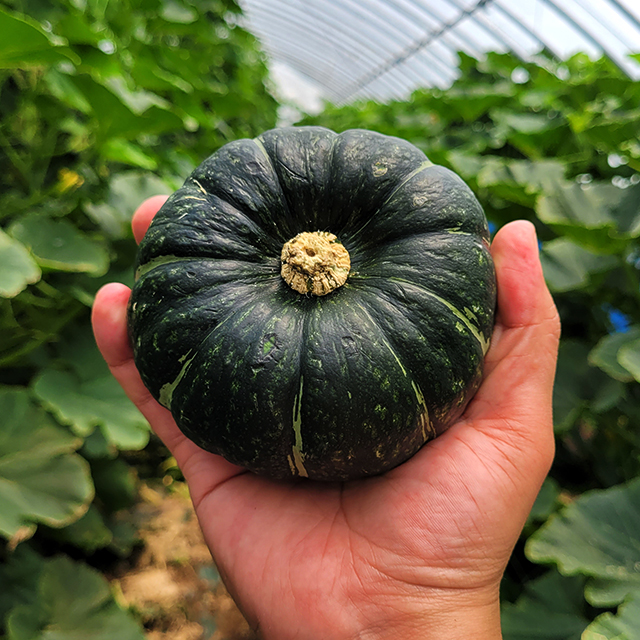 해남 미니밤호박 보우짱 유기농 무농약 친환경 단호박(3kg 4kg)
