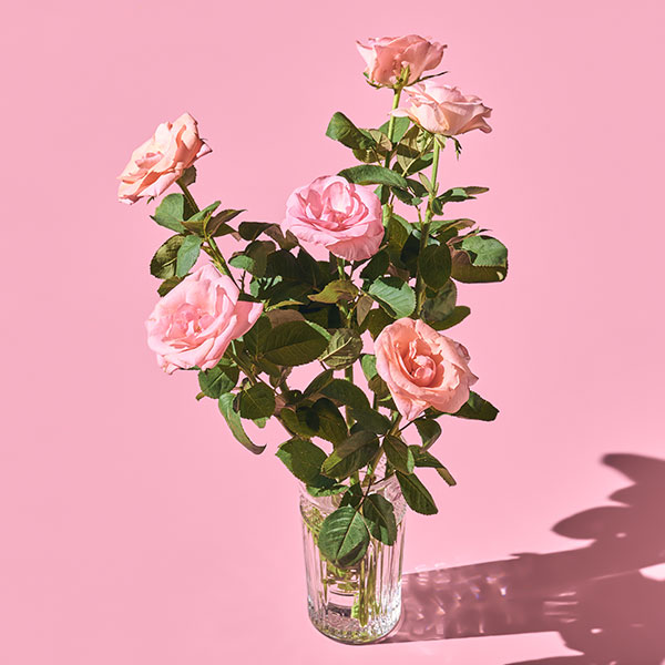 분홍 장미(5송이)