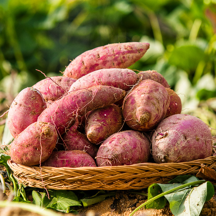 ［산지직배송］늘해랑 꿀밤고구마 3kg 5kg 10kg 대표이미지 섬네일