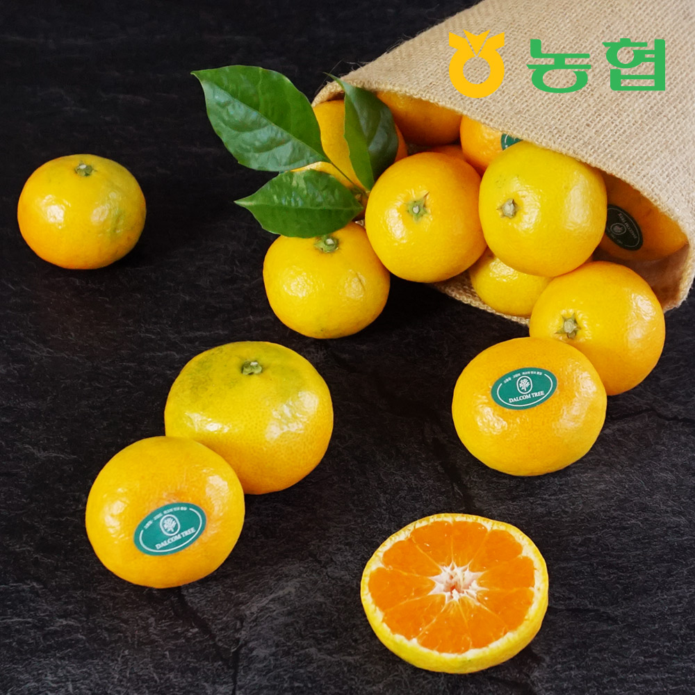 [농협] 제주 감귤 선물세트 (1.5~3Kg)