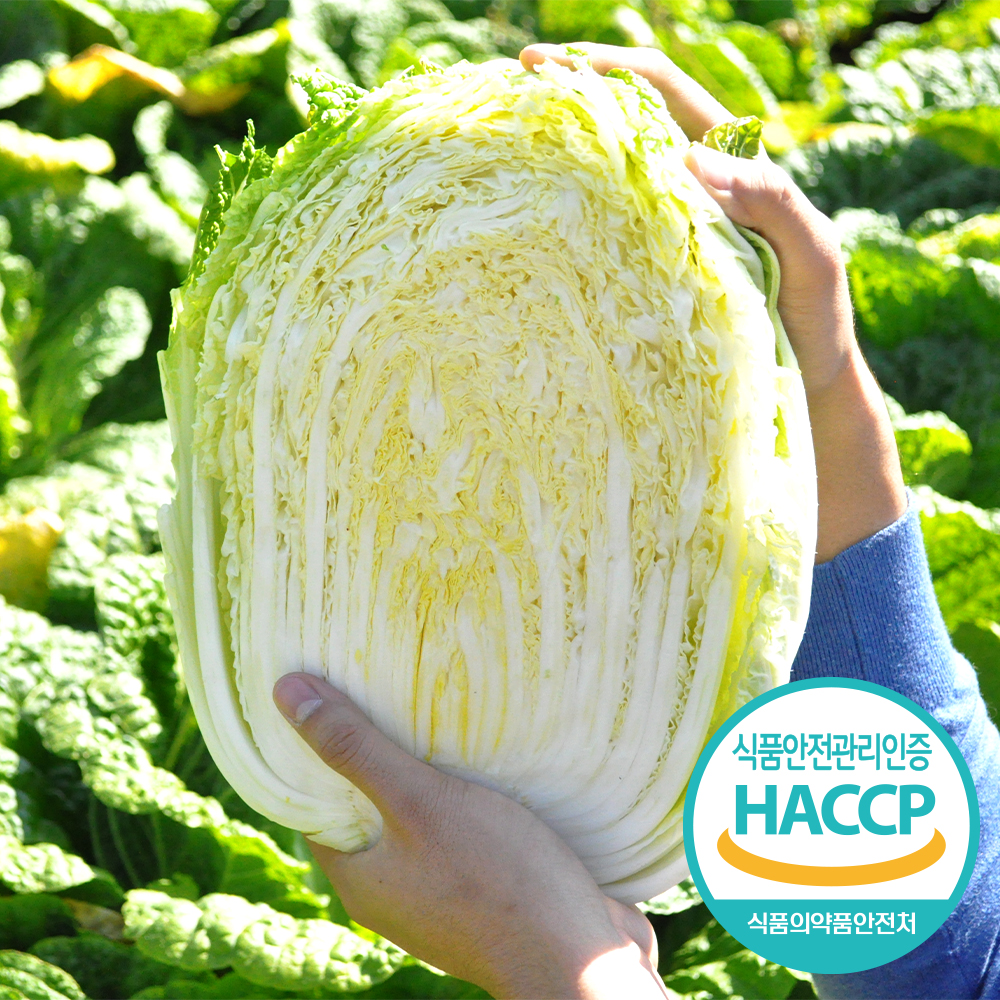 [예약배송] 괴산 고랭지 절임배추 (20kg, HACCP인증)