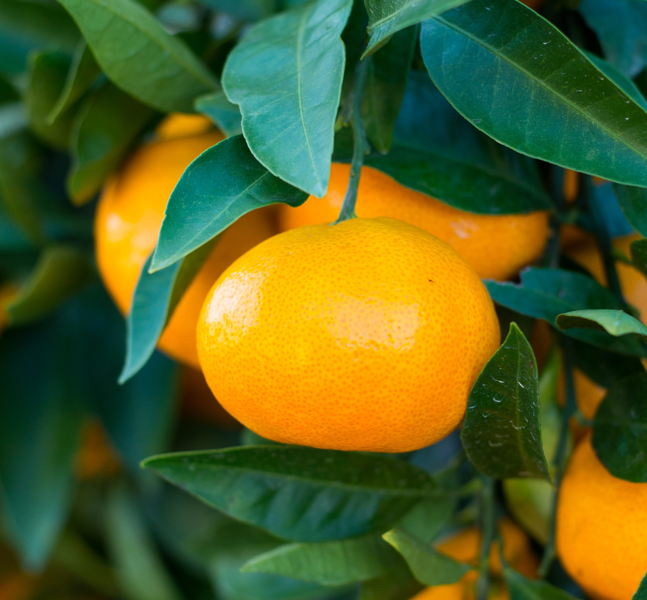 제주 햇 노지감귤 5kg/10kg 택