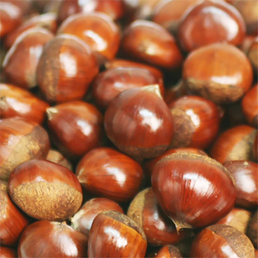 광양 햇밤 5kg(중,대,특) /옵션선택