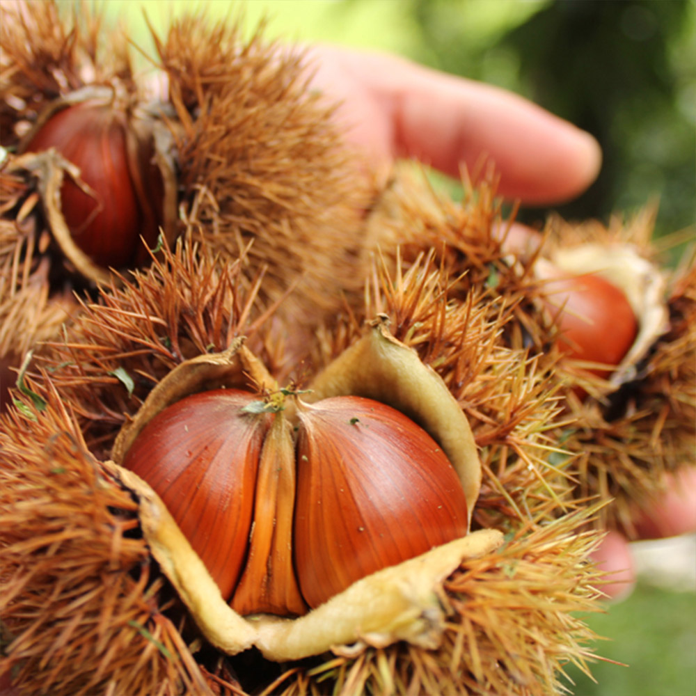 광양 햇밤 5kg(중,대,특) /옵션선택