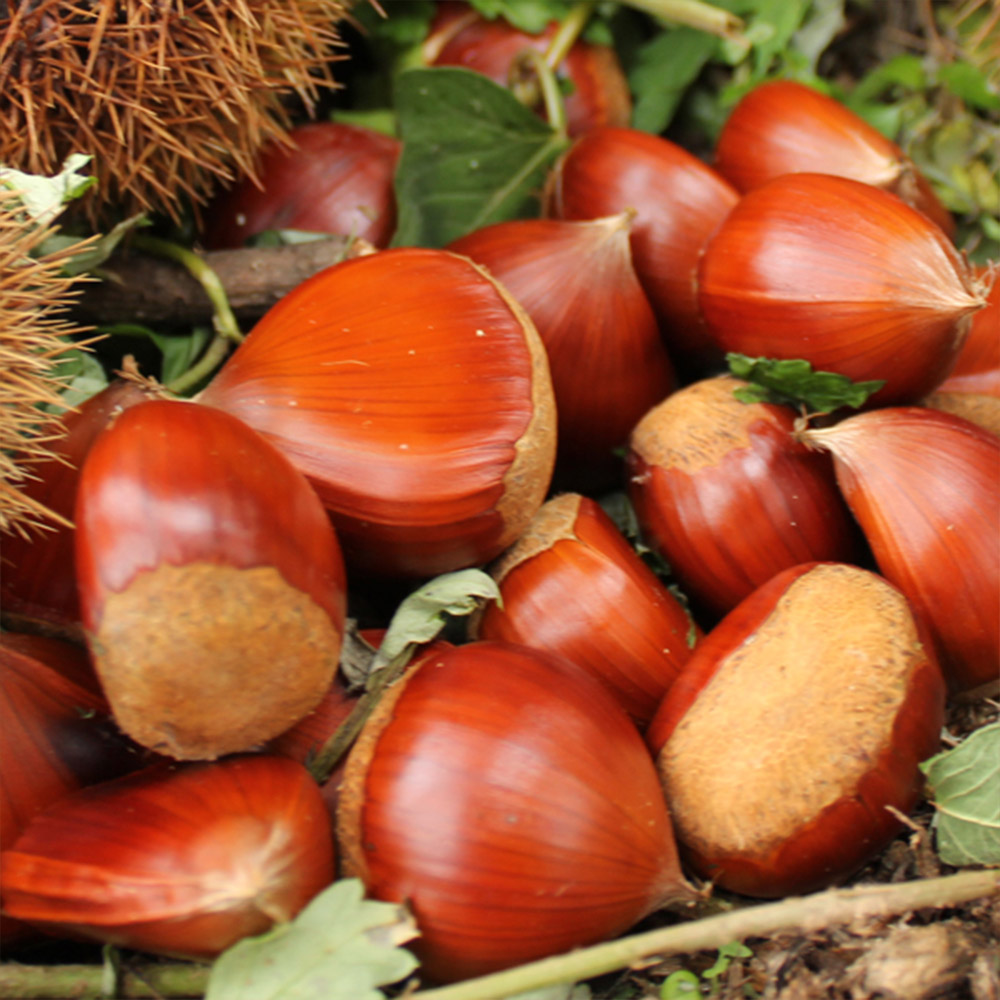 광양 햇밤 5kg(중,대,특) /옵션선택