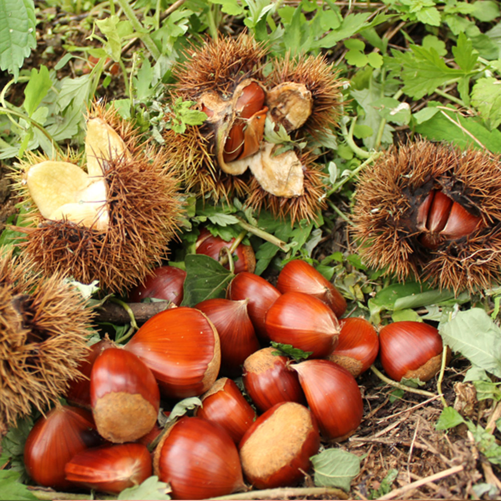 광양 햇밤 5kg(중,대,특) /옵션선택