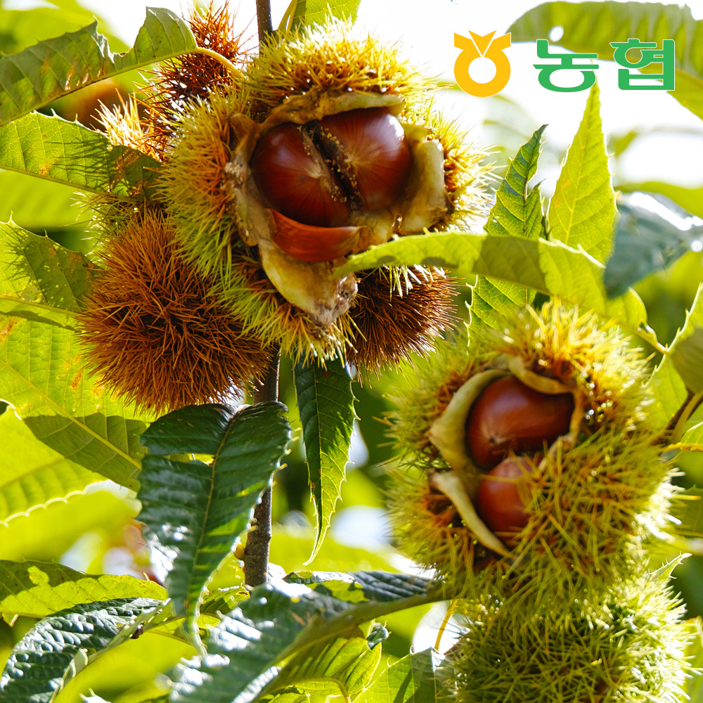 [농협] 달고 고소한 토종맛 옥광밤 로얄대 햇밤 (1~5kg)