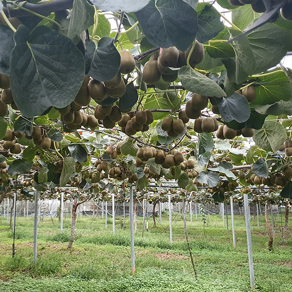 제주 레드키위 3kg (대/중/소)