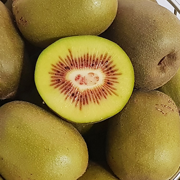 순천 레드키위 2kg /옵션선택