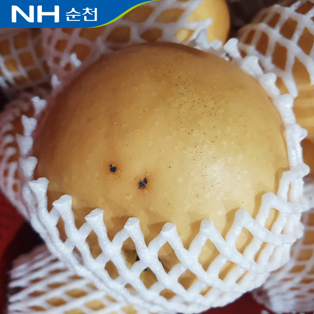 국내산 순천 배 5kg(6-9과) 가정용