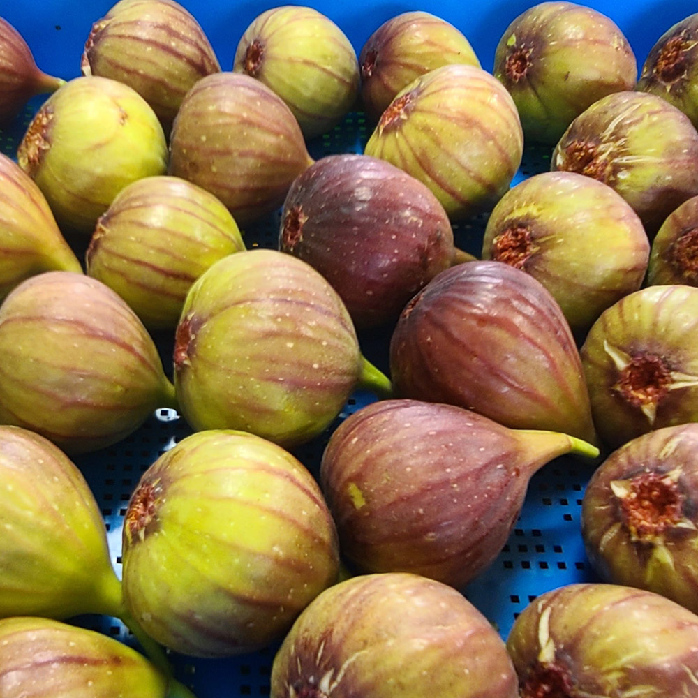 영암 하늘꽃 무화과 1kg, 2kg /옵션선택/