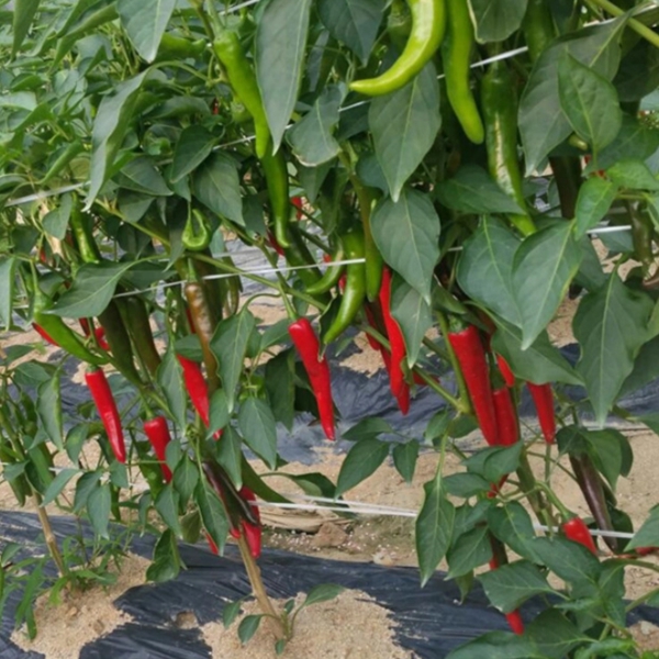 전남 함평에서 자란 100% 국내산 햇고춧가루 500g 1Kg