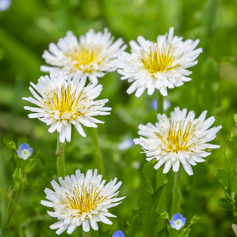 [바우뜨락] 유기농 흰민들레즙 (100ml*20팩)