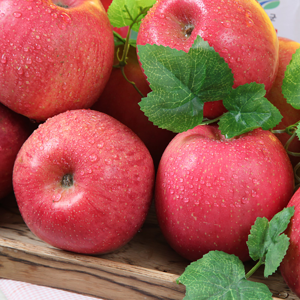 국내산 사과 10kg /옵션선택