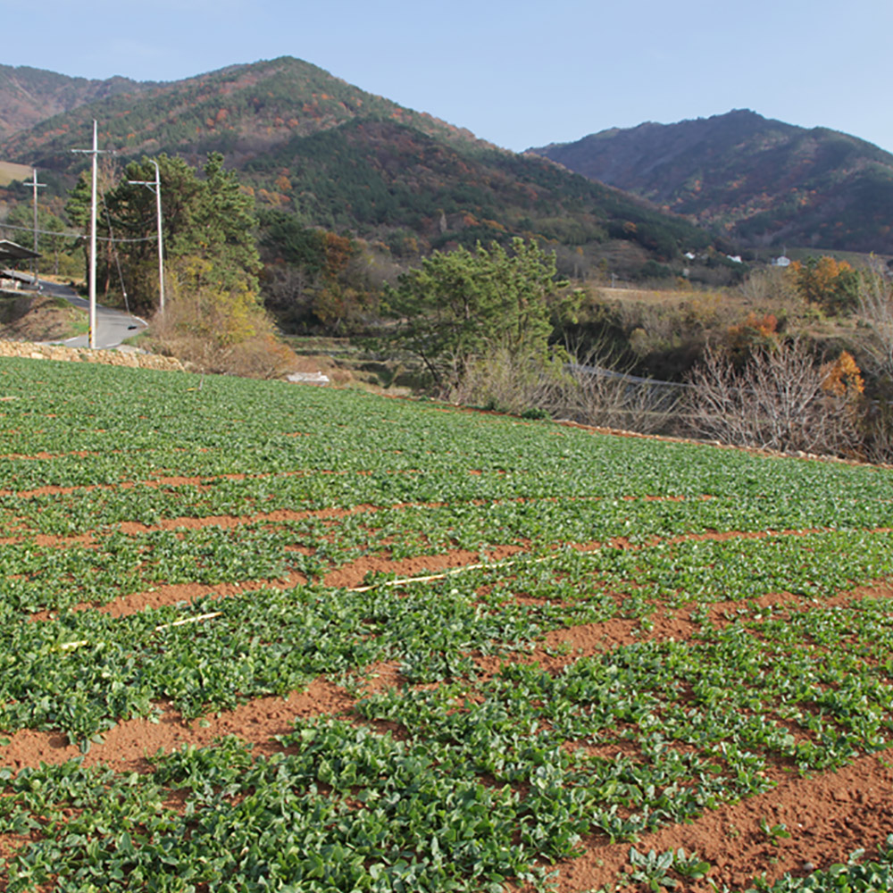 남해 시금치 1kg, 2kg /옵션선택