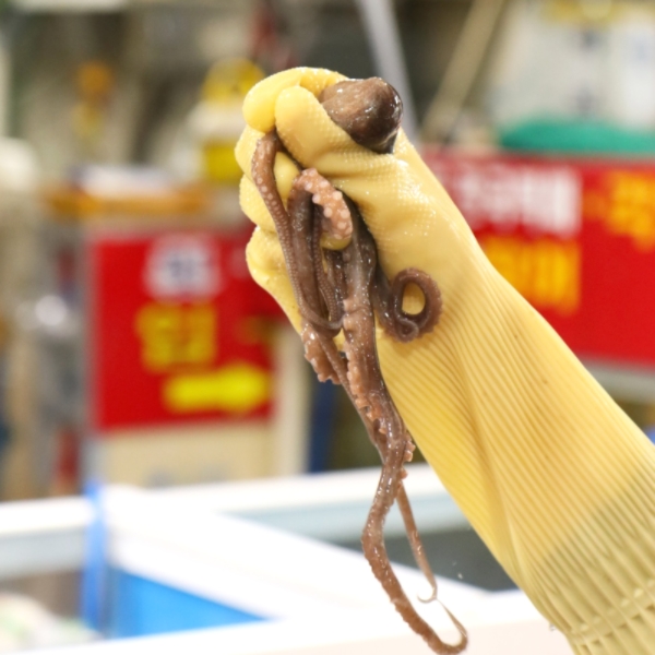 통영 뻘낙지 세발낙지 돌문어 활문어 산소포장 (낙지 1미/돌문어 1kg)