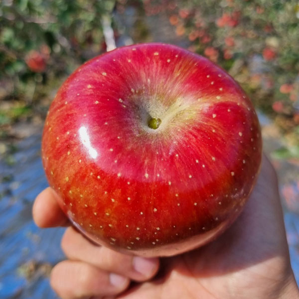 너무 맛있어서 탐나는 NB사과 가정용/대과 3KG(9~12과)