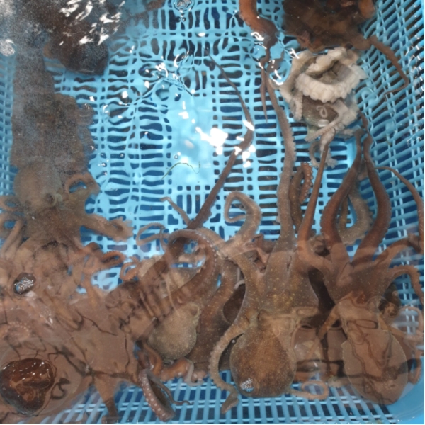 통영 자연산 뻘낙지 대사이즈 소사이즈