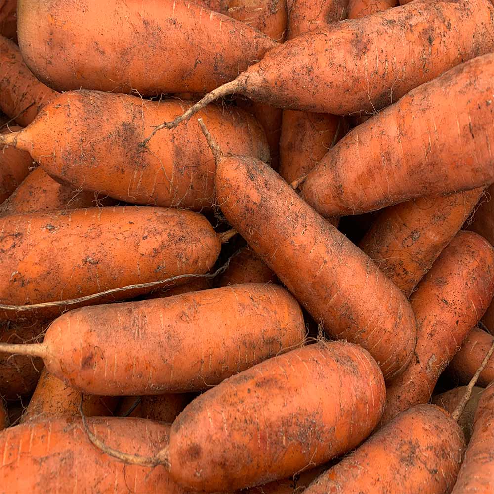 국내산 제주 구좌 햇 흙 당근 3kg / 5kg