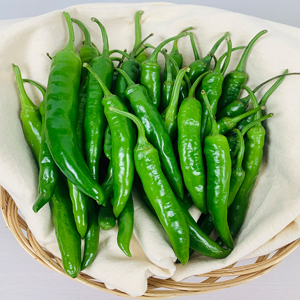 국내산 고추 삼대장 청양고추, 풋고추, 꽈리고추 1kg / 2kg / 5kg / 10kg