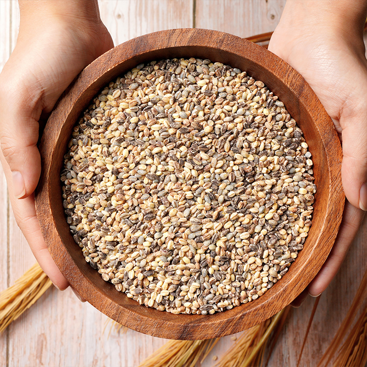 담은제주 컬러보리 500g x 3봉 (제주산)