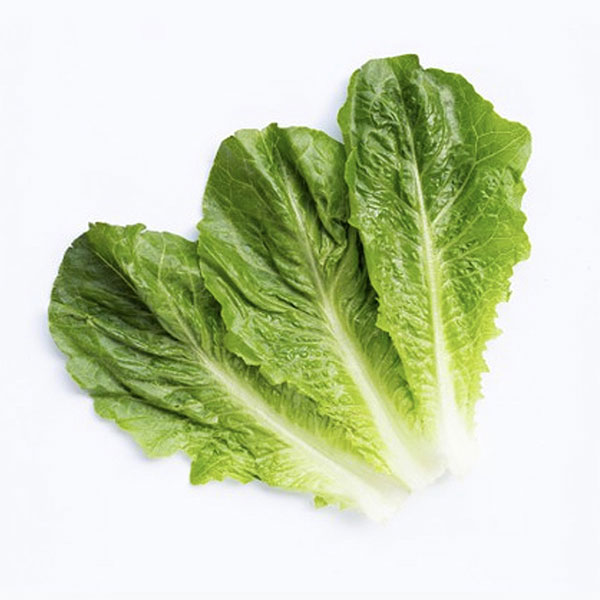 풀내음 가득한 로메인 상추 1kg/2kg GAP인증