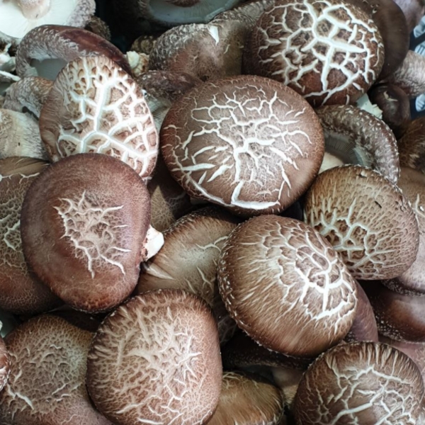 참나무 표고버섯 선물세트