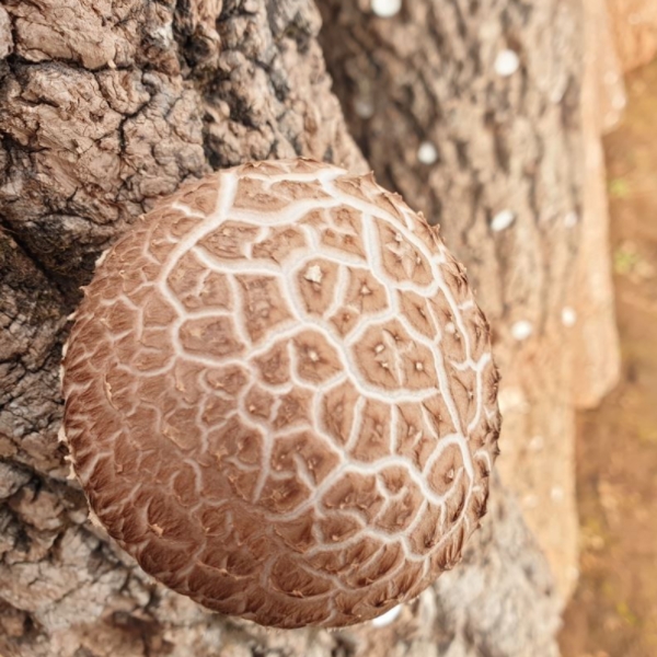 참나무 표고버섯 선물세트