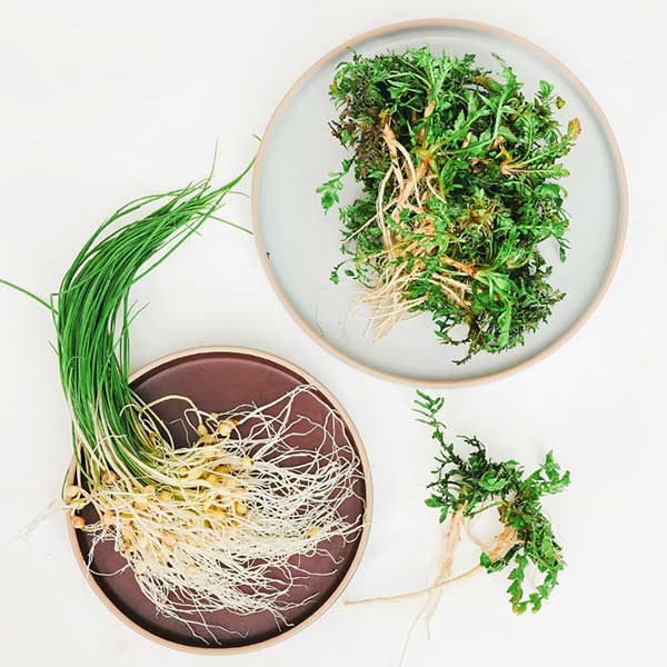 서산 제철 봄나물 냉이 달래 500g 