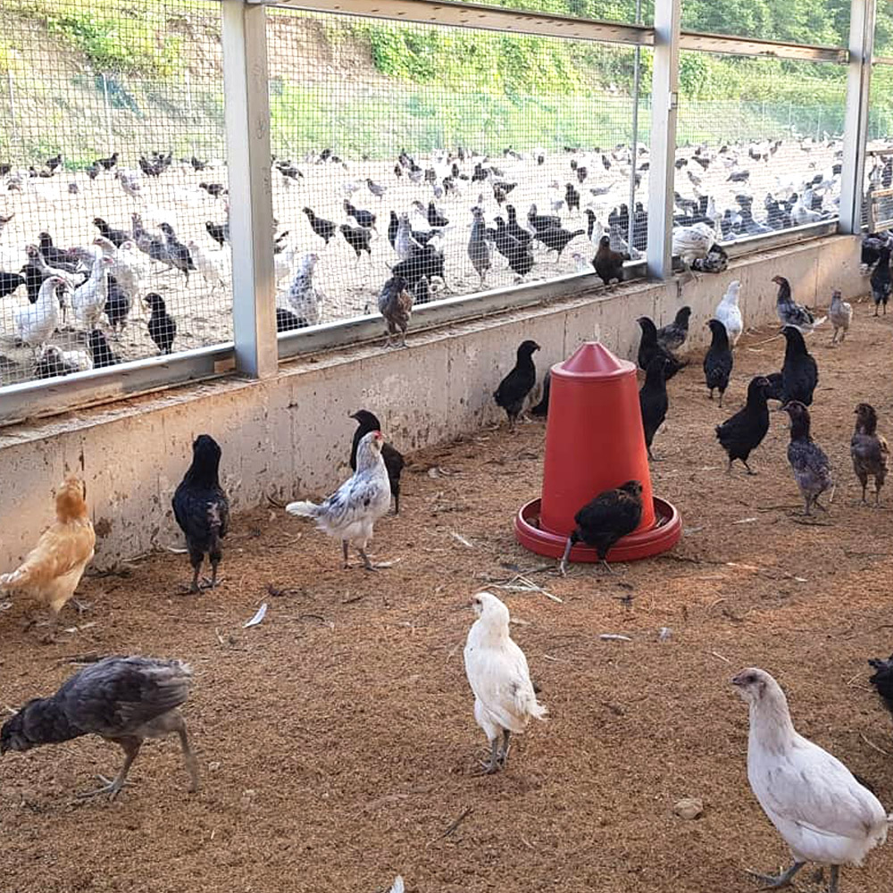 [해뜨락농원] 자연 청계유정란 청계란 20구, 30구, 40구 /옵션선택/